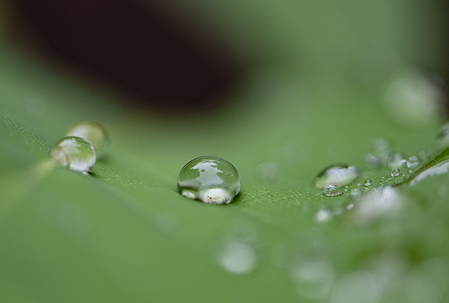 dew-2