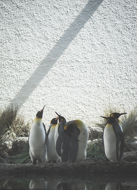 penguins-2