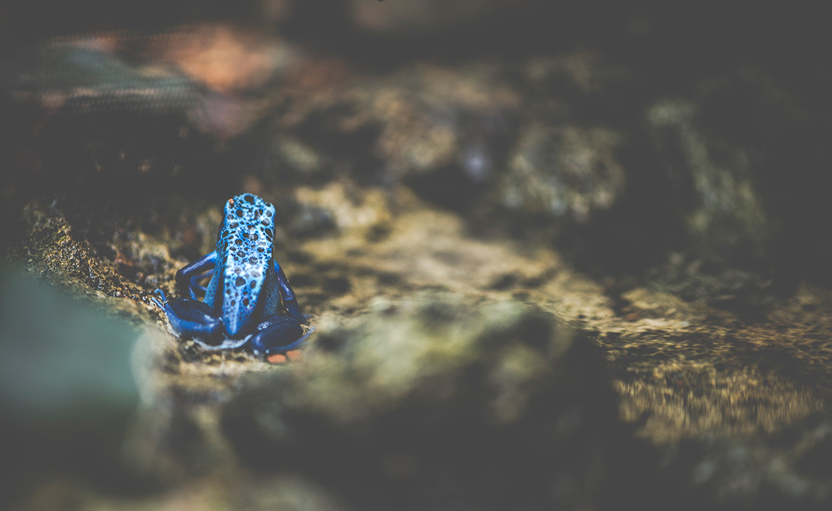 blue-frog-2