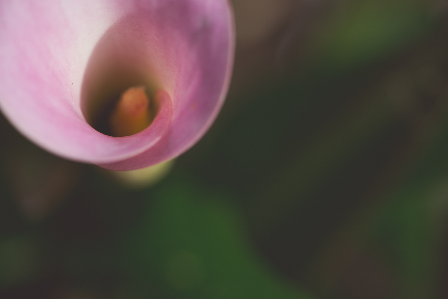 calla-lilly