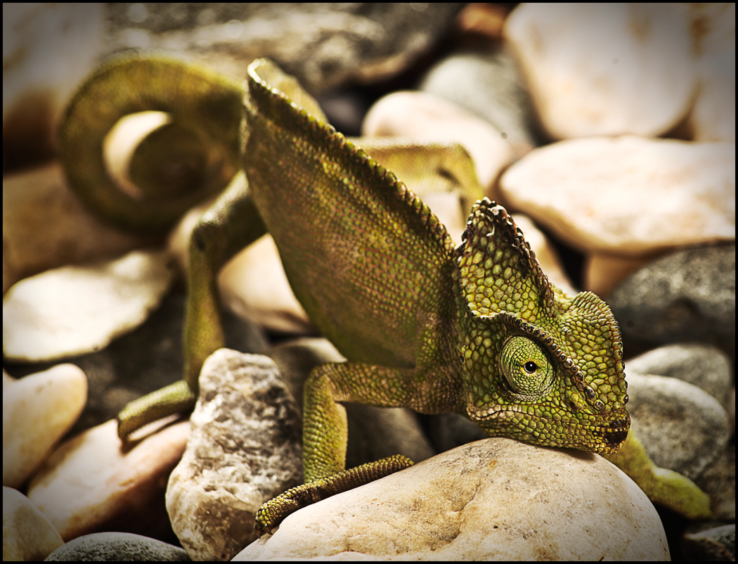 chameleon-2