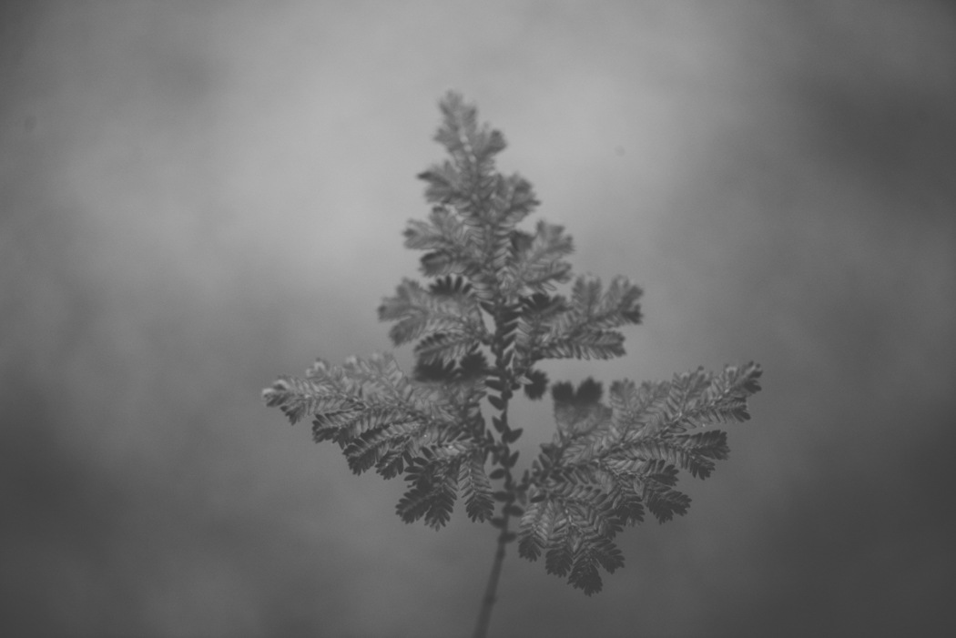 fern-in-monochrome-2