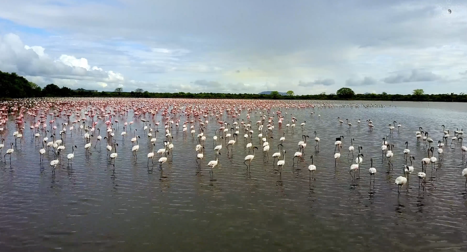 flamingos-drone-video